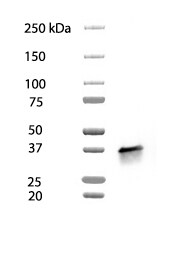 Human/Mouse/Rat GAPDH Antibody 2275-PC-100